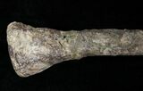 Dryosaurus Fibula - Bone Cabin Quarry, Wyoming #14728-2